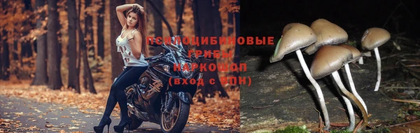 прущая мука Магас
